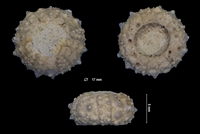 Goniopygus royanus